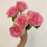 Dolce Avalanche * 20