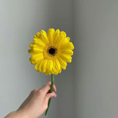 Gerbera Standard * 20