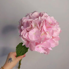 Hydrangea * 1