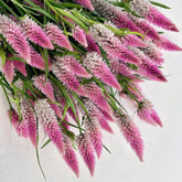 Celosia argenteal