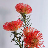 Leucospermum * 1