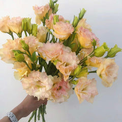 Eustoma * 600g