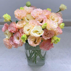 Eustoma * 600g