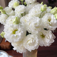 Eustoma * 600g