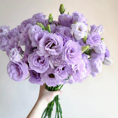 Eustoma * 600g