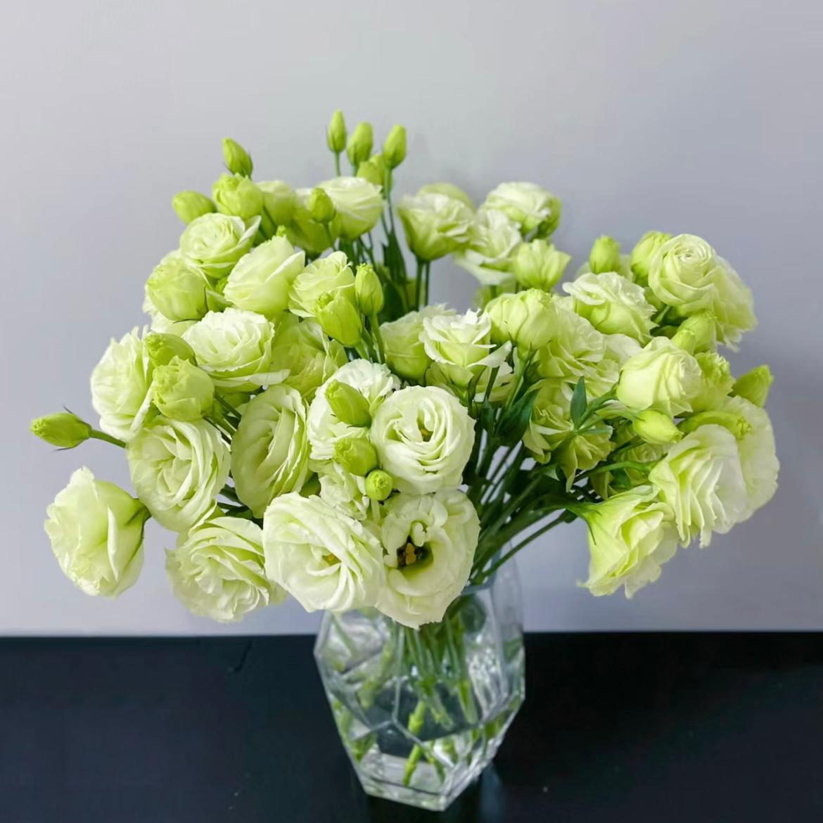 Eustoma * 600g