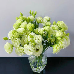 Eustoma * 600g