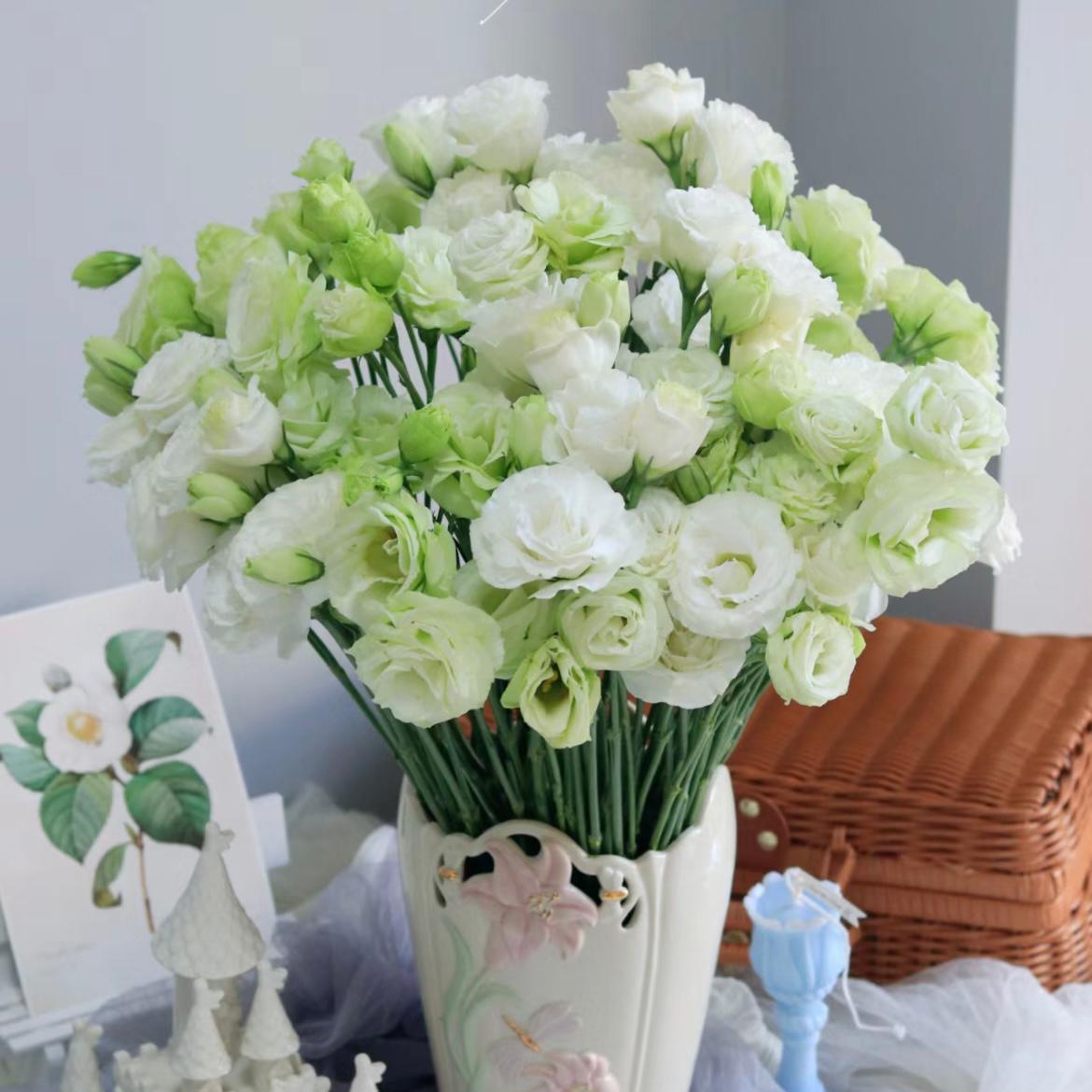 Eustoma * 600g