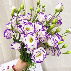 Eustoma Purple Edge * 600g