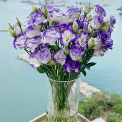 Eustoma Purple Edge * 600g