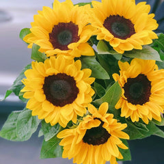 Sunflower * 5