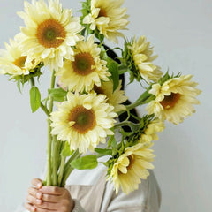 Cream Sunflower * 5