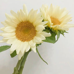 Cream Sunflower * 5