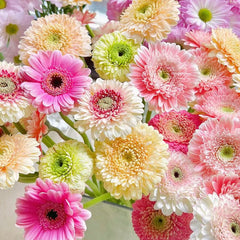 Gerbera Double Random Color * 10