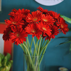 Gerbera Standard * 20