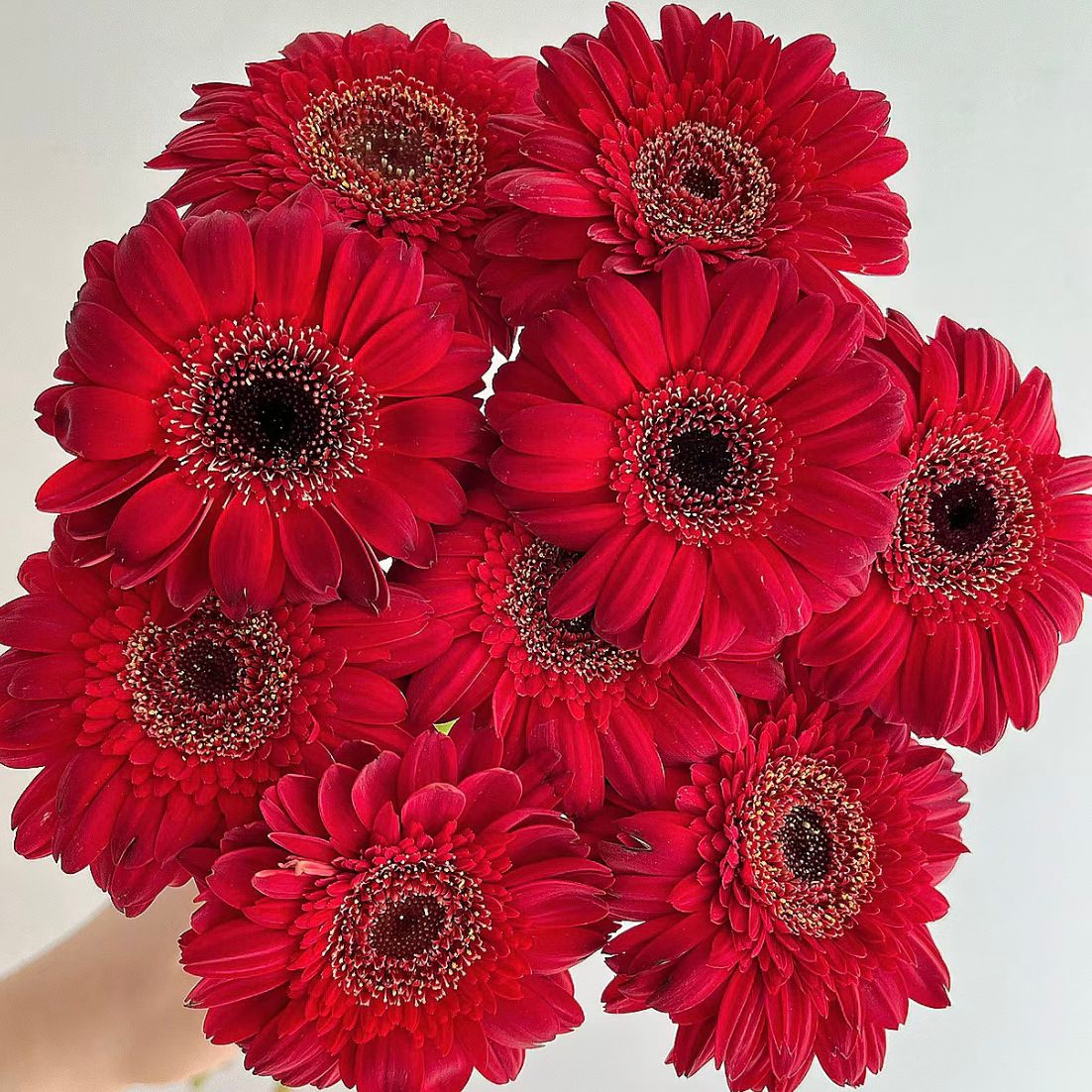 Gerbera Standard * 20