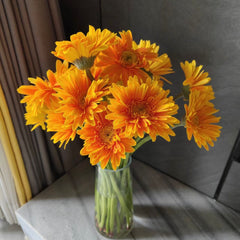 Gerbera Standard * 20