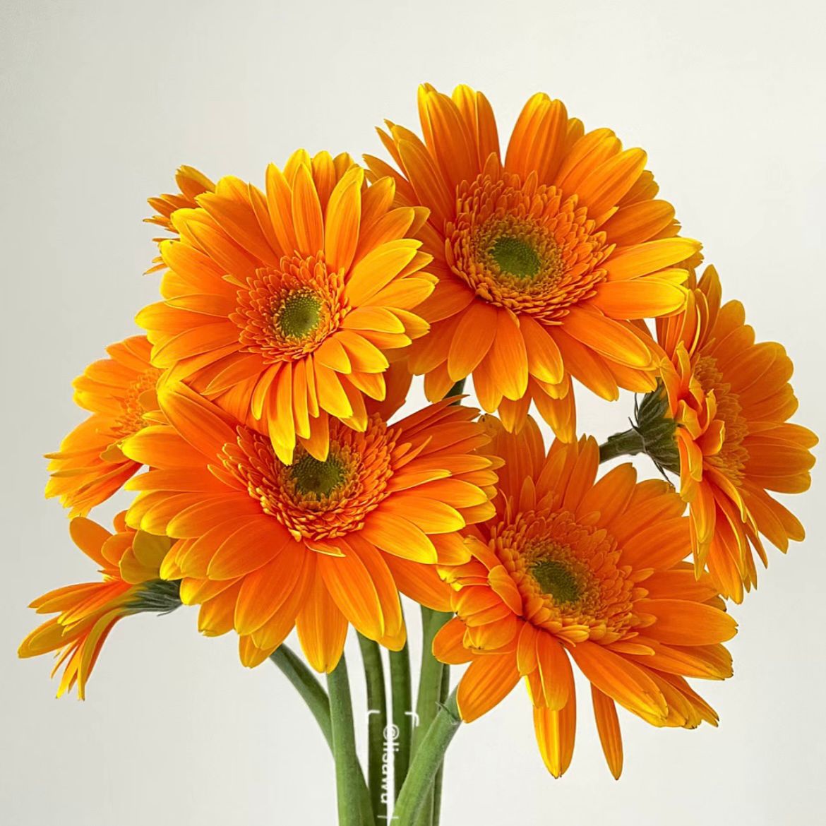 Gerbera Standard * 20