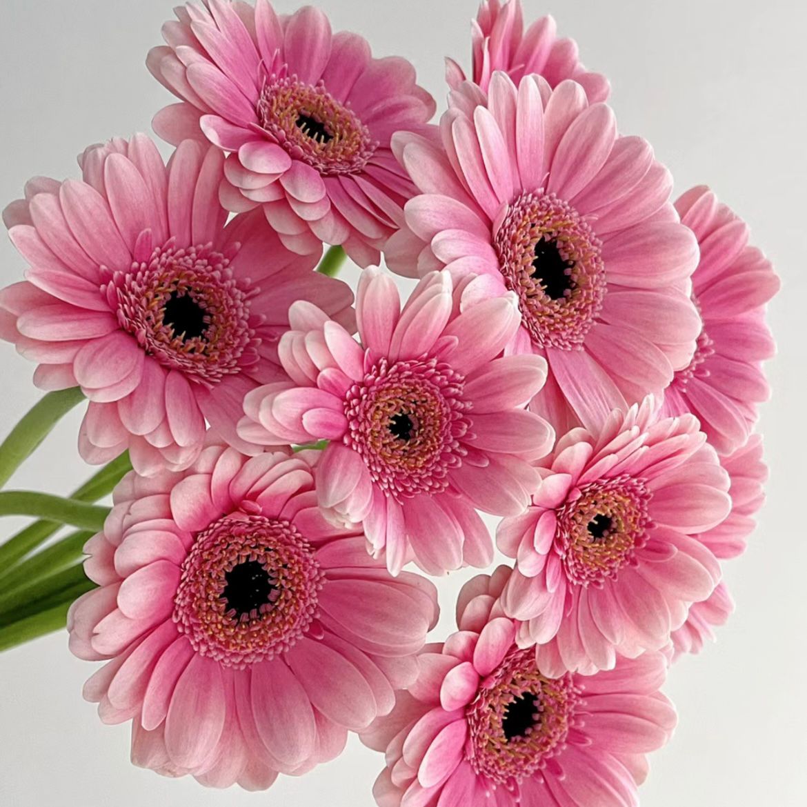 Gerbera Standard * 20