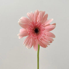 Gerbera Standard * 20