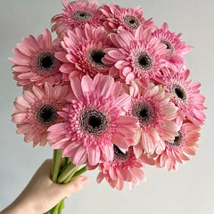 Gerbera Standard * 20