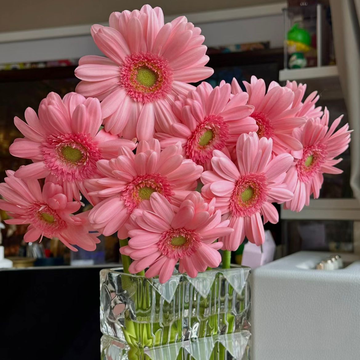 Gerbera Standard * 20