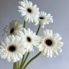 Gerbera Standard * 20