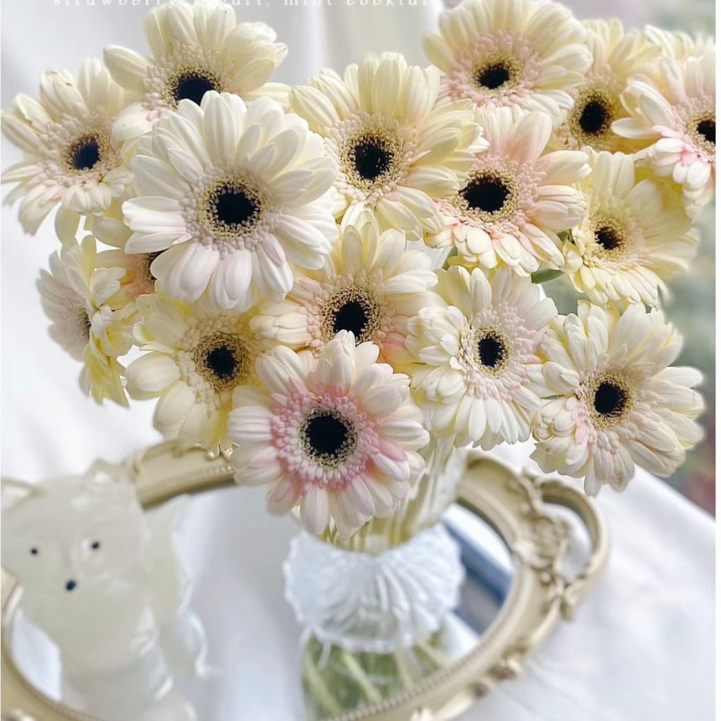 Gerbera Standard * 20