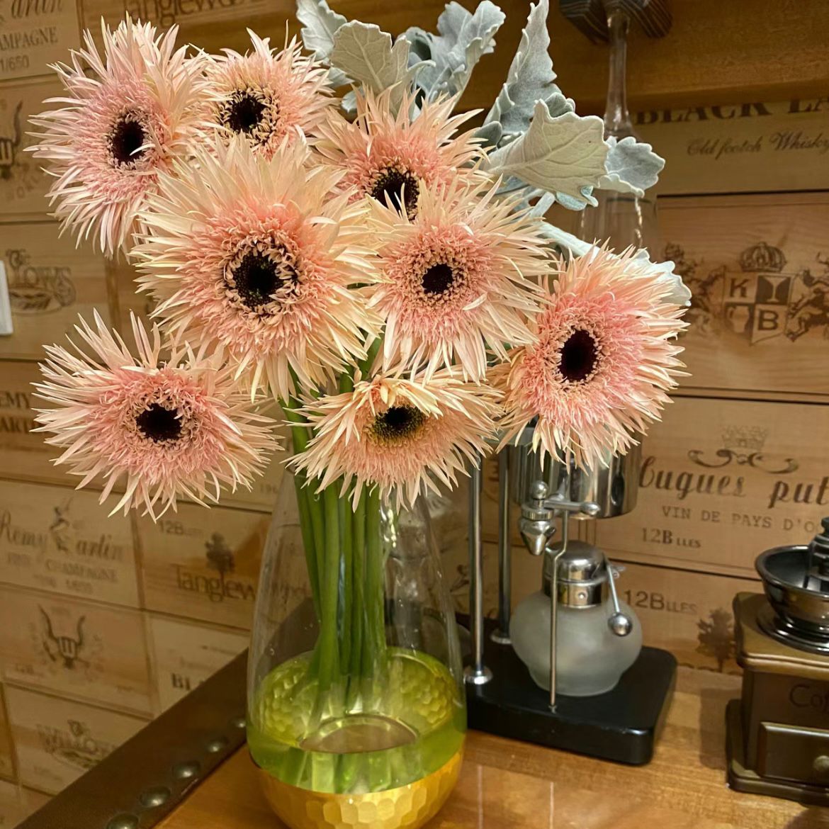 Gerbera Spider * 20