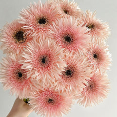 Gerbera Spider * 20