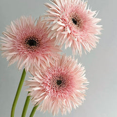 Gerbera Spider * 20