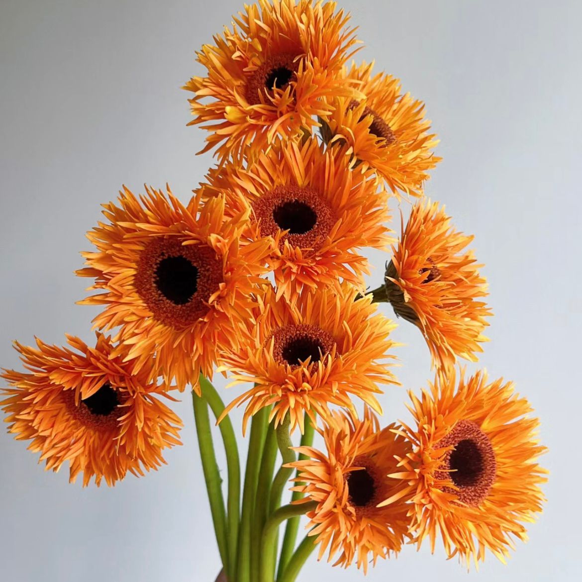 Gerbera Spider * 20