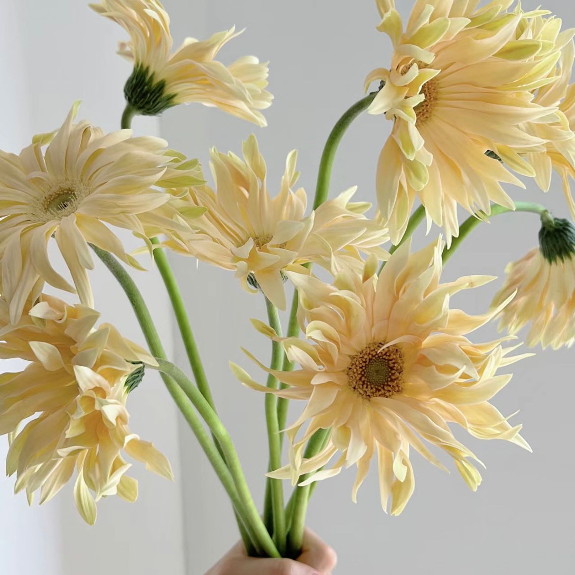 Gerbera Curly * 10