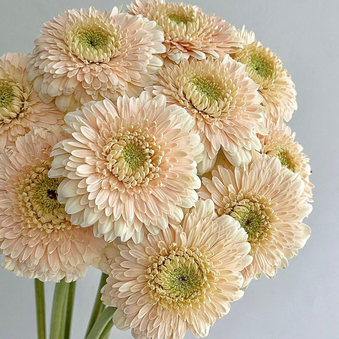 Gerbera Double Random Color * 10