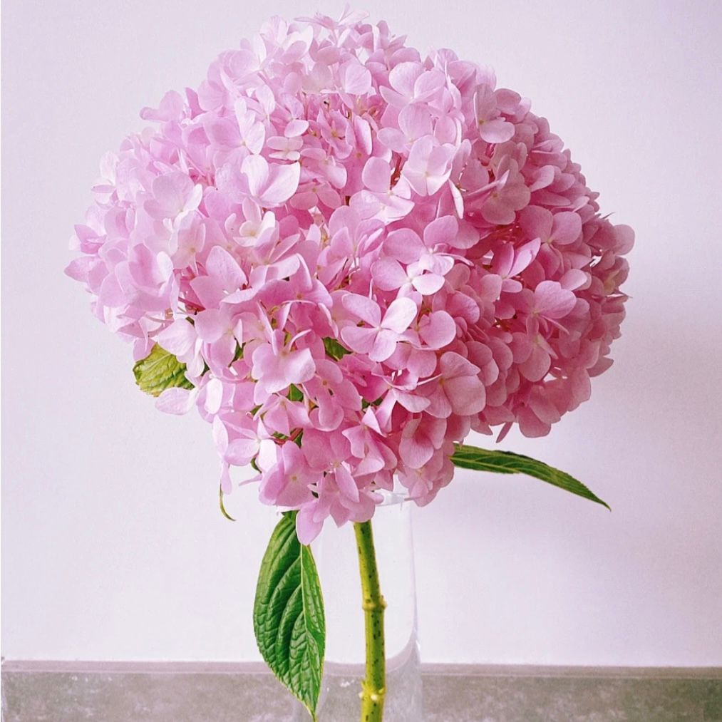 Hydrangea * 1