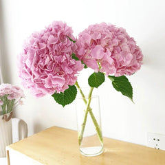 Hydrangea * 1