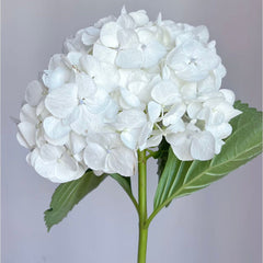 Hydrangea * 1