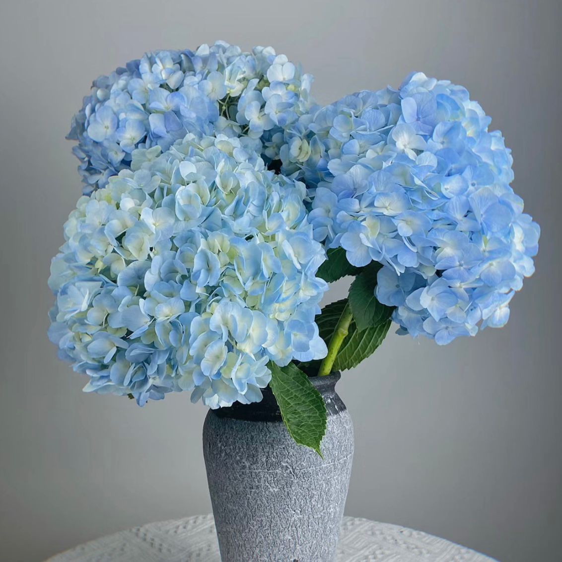 Hydrangea * 1