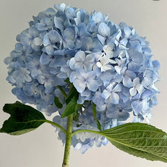 Hydrangea * 1