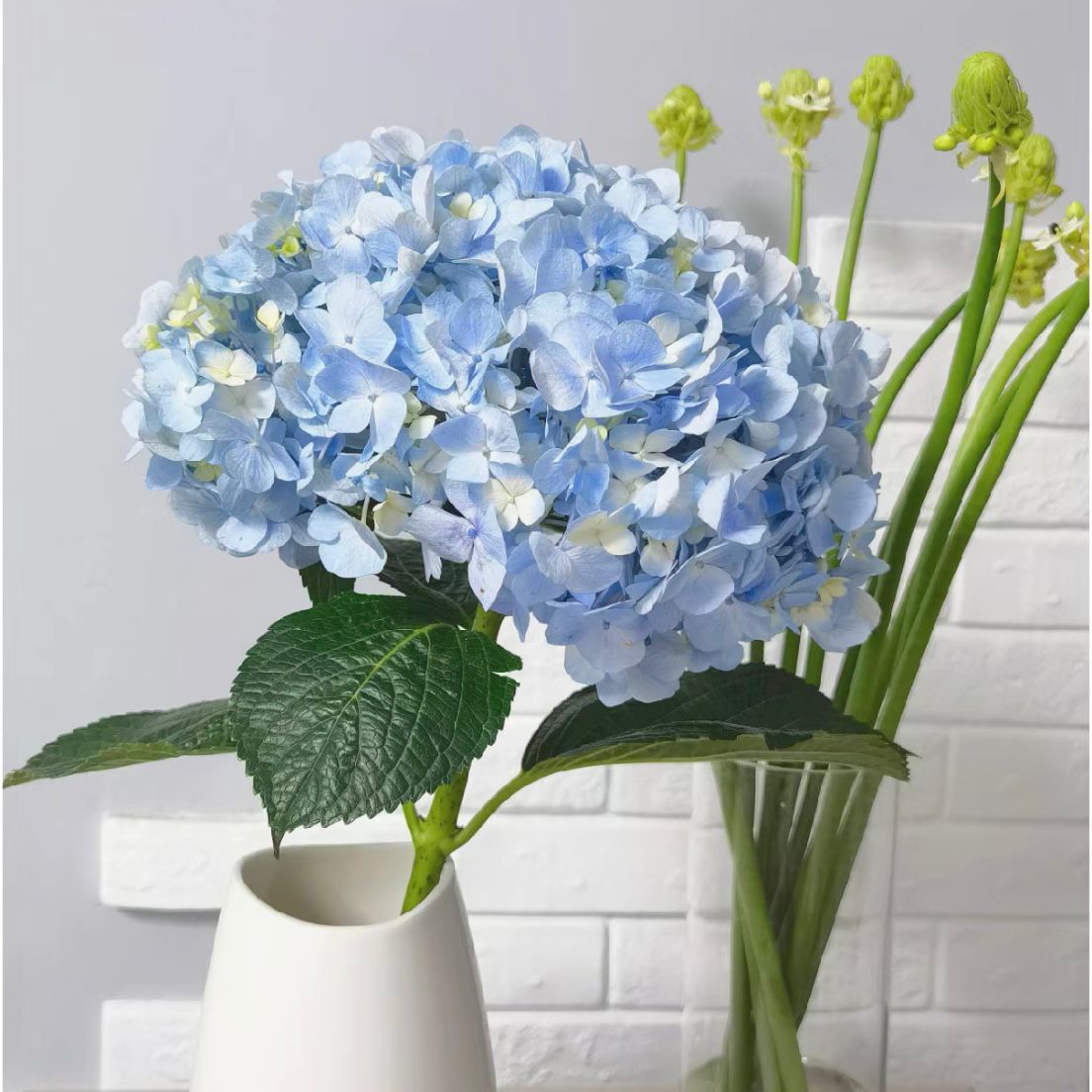 Hydrangea * 1