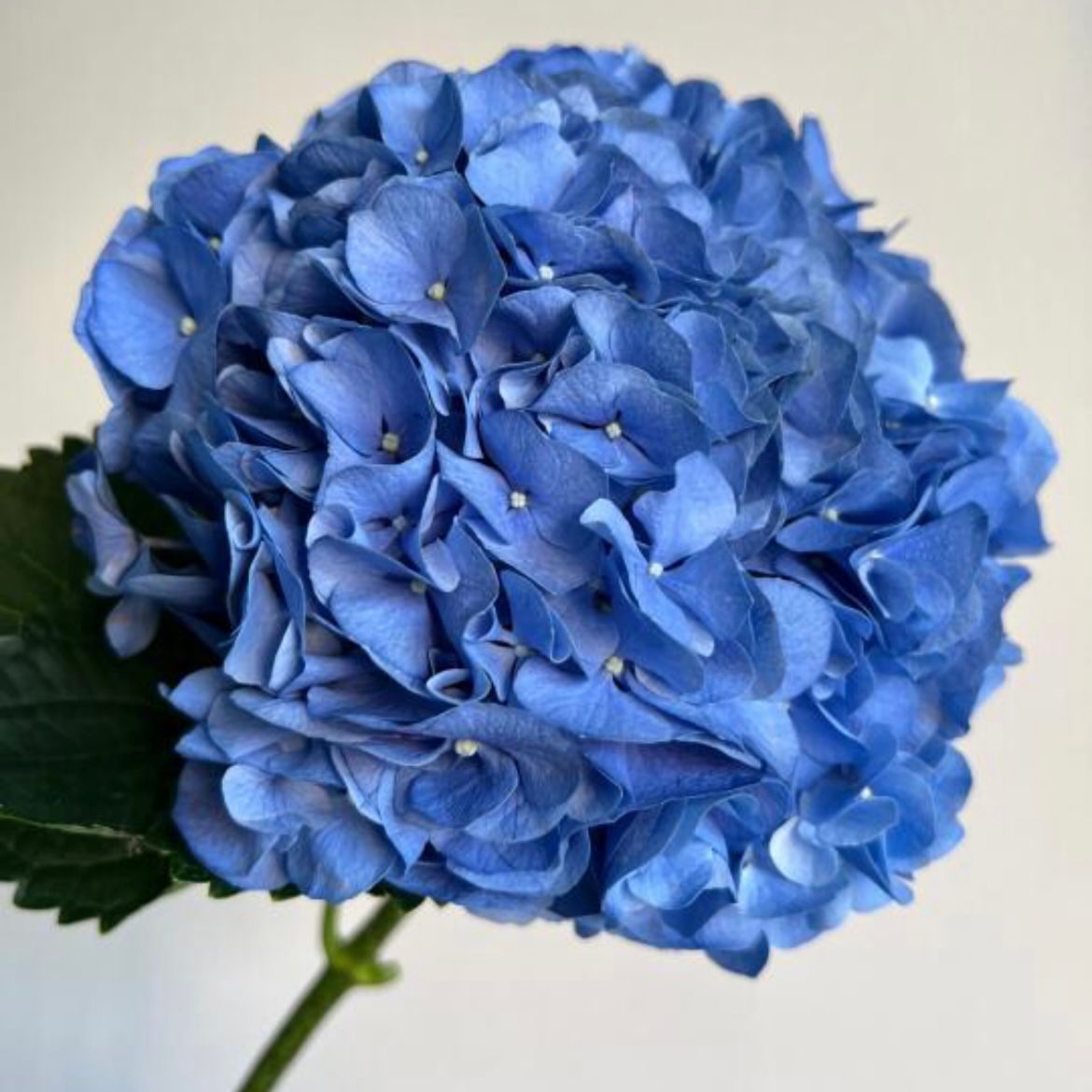 Hydrangea * 1