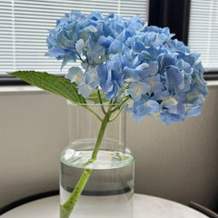 Hydrangea * 1