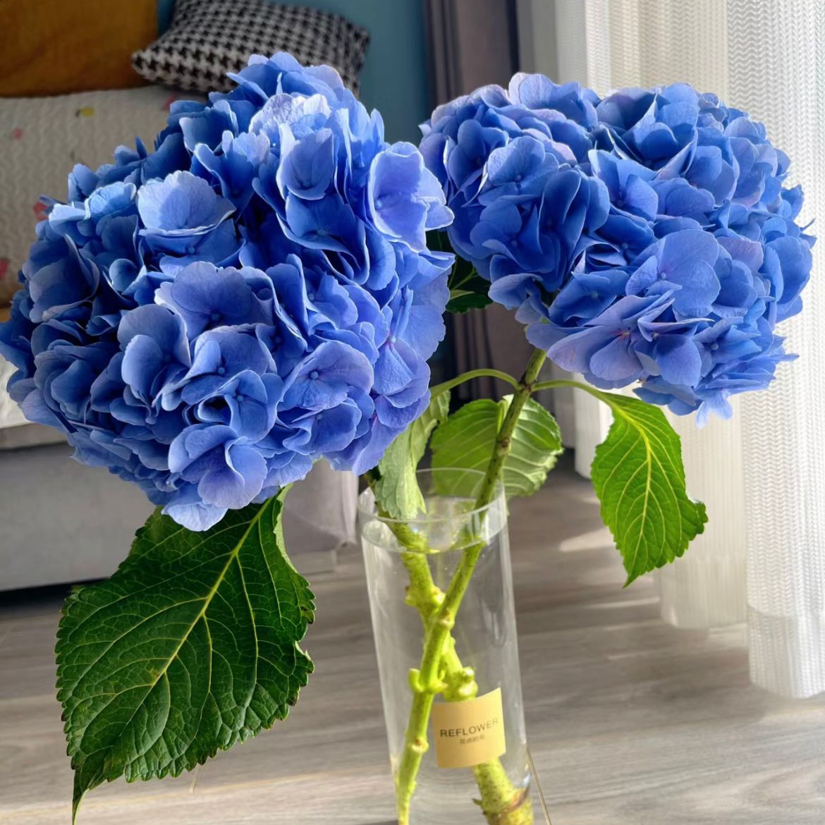 Hydrangea * 1