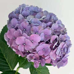 Hydrangea * 1