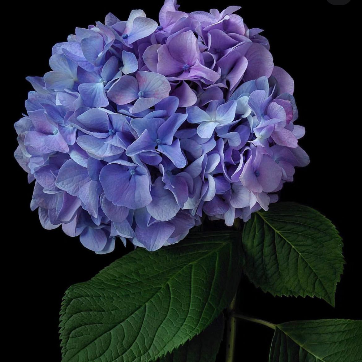 Hydrangea * 1