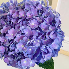 Hydrangea * 1