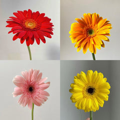 Gerbera Standard Random Color * 20