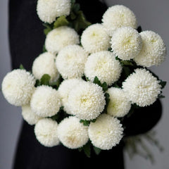 Pompon mum * 10