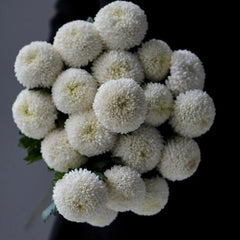 Pompon mum * 10