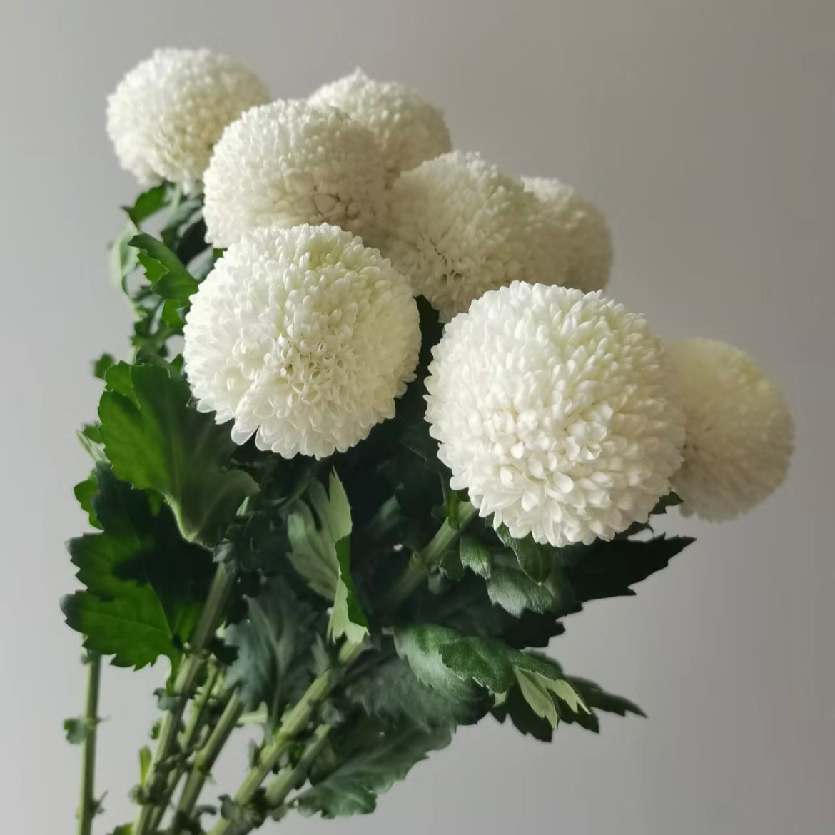 Pompon mum * 10